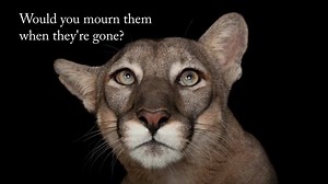 18K views · 339 reactions | Every day, thousands of species are...