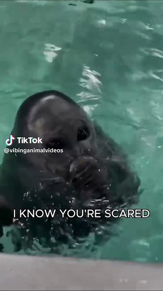 Sealtok Edit: Give Your Heart a Break Lyrics