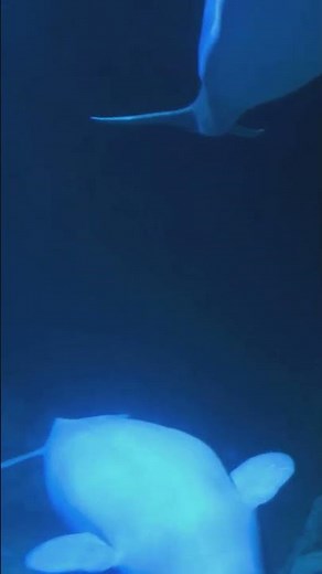 Beluga Whales: The Sea's Singers!