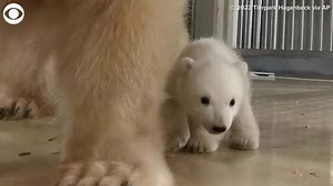 2.7K views · 103 reactions | BEAR HUGS: A baby polar bear was seen frolicking and cuddling with its mom at a zoo in Hamburg, Germany recently. The cub was born in December 2022 and will be on display for visitors in the polar bear enclosure very soon! | WIFR TV | Facebook