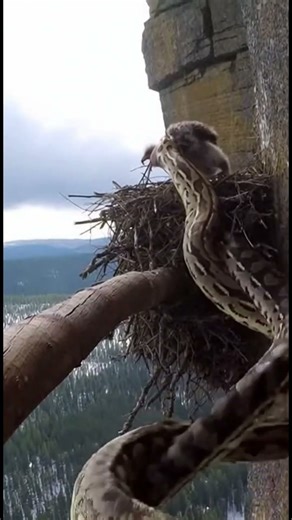 🐍 Python Attacks Eagle Chick… Then MOTHER EAGLE STRIKES