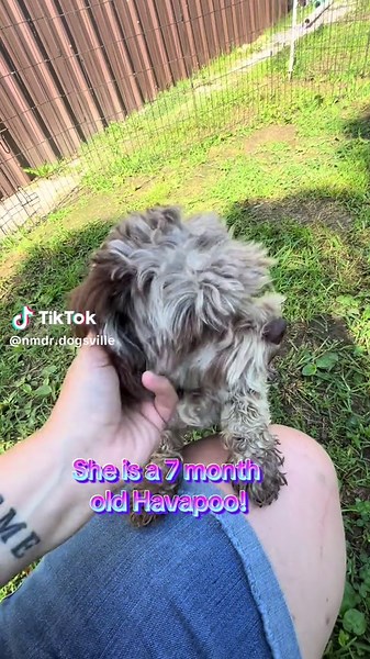 Adopt Piper: Sweet 7-Month-Old Havapoo Looking for Home