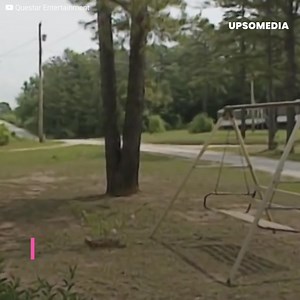 52K views · 4.1K reactions | Miss Kitty’s babies lost their lives. The cat didn’t know what to do, but she would find consolation in a litter of puppies. Their canine mother didn’t want to feed them. The puppies were hungry, and in spite of the differences, their cries awoken something in the cat. She would feed them… and become their mother. | Meow Meow | Facebook