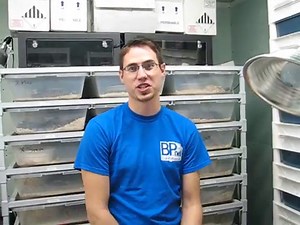 Ball Python Morphs: The 50 MOST Popular (Pictures & Prices)