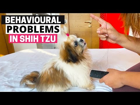 7 Common Behavioral Problems in Shih Tzu and How to Solve Them