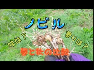 ノビルを春と秋で比較