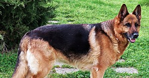 How to Train a Guard Dog for Personal Protection (5 Tips)