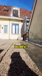 Ros’ greeting meows 🥹♥️ | Ros Adventure Cat