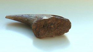 Blood cells found in 75 million year-old dinosaur bone