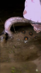 Incredible slow motion footage of a stingray attacking! 🎥