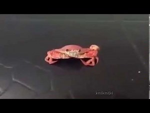 Crab