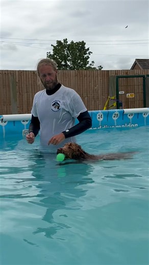 9.6K views · 354 reactions | Cockapoo puppy Neville’s first swimming lesson went really well  | Canine Dip and Dive Maldon | Facebook