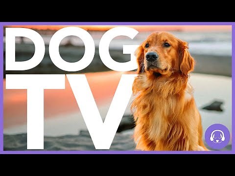 15 Hour Dog TV - All-New Adventure Experience for Dogs! 🐶