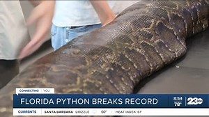 5.1K views · 42 reactions | 215 pound python breaks record in Florida! https://www.turnto23.com/news/23abc-morning-show/largest-python-found-in-florida | 23ABC Bakersfield | Facebook