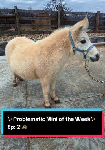 ✨Problematic Mini of the Week✨ Ep: 2 🐴 | bison the mini horse