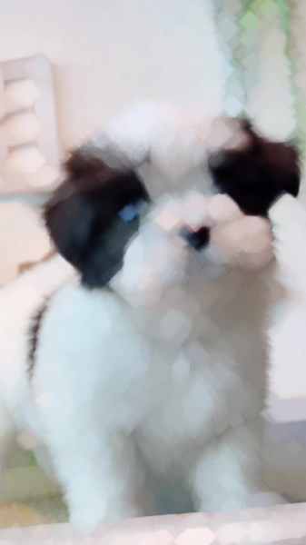 ビフォーアフター❤️こんなに大きくなりました❤️#チワマル #マルチワ #dog #犬のいる生活 #mix犬 #capcut