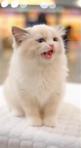 Kitten Screams Over Stolen Treat #kitten #funny
