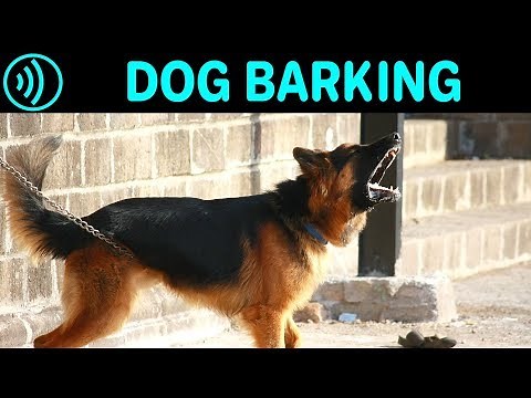 DOG BARKING SOUNDS - Free Dog Barking Sound Effect for Download