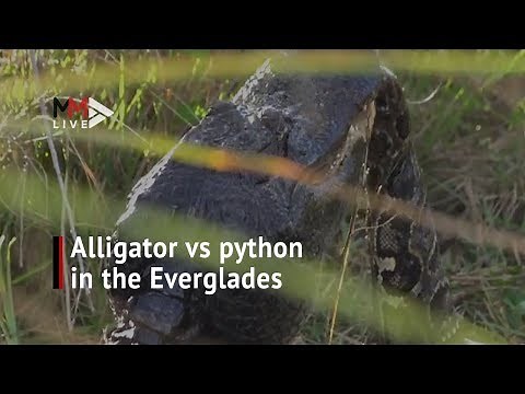 Alligator vs python: The moment a huge alligator kills a Burmese python