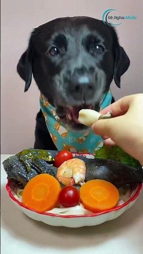 Top Vet Shares BEST Dog Food Secrets for a HEALTHY Pet