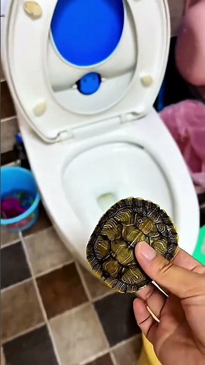 Our Picky Turtle Didn’t Like Any Home! 🐢💦 Now Searching for the Perfect Water Aquarium!