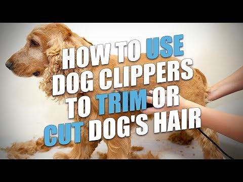 How to Use Dog Clippers to Trim or Cut Dog's Hair (A Quick Method)