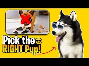 how to choose the right dog breed for you (Ultimate Guide!)