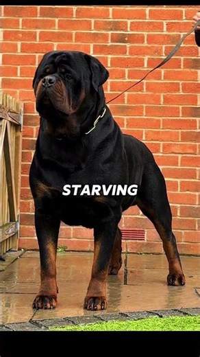 What Makes Rottweilers So Unique?