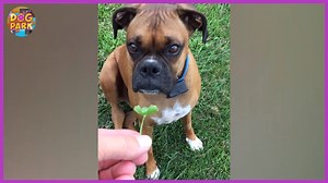 177K views · 3.7K reactions | My favorite part of AFV is... DOG PARK!  | America's Funniest Home Videos | Facebook