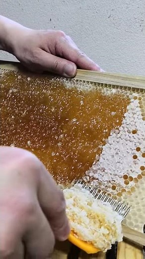 how to use uncapping fork - Beekeeping - Honey Harvest