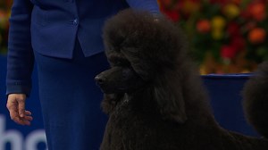 2023 NDS: Standard Poodle