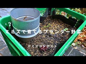 【ミミズコンポスト】ミミズで育てるプランター野菜 #010
