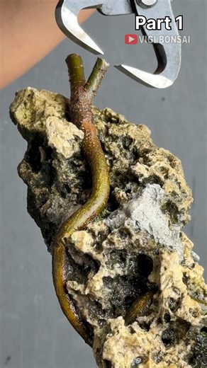 Look at this tree, it looks like a snake wrapped around a rock. #trees #bonsai #garden #art #hobby #plants #nature #beautiful #green | Vigi Bonsai