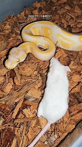 56K views · 804 reactions | Python catching and eating a mouse #python #mouse #feeding #insects #snake #rat #mice | Insect Forest | Facebook