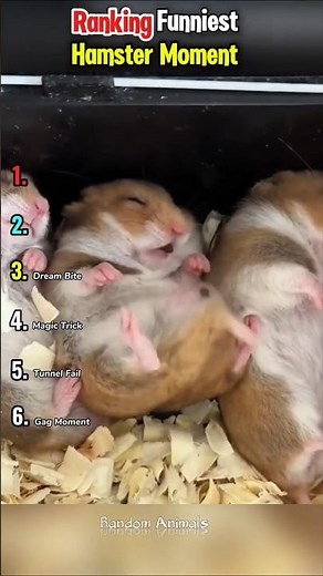 Ranking Funniest Hamster Moment 🐹