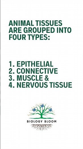 Animal Tissues | Epithelial, Connective, Muscle, Nervous Tissues | Biology Bloom