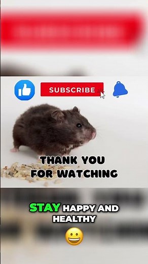 Hamster Facts: Everything You Need to Know!