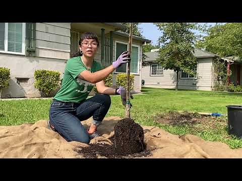 How to properly plant a tree