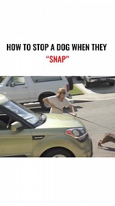 106K views · 1K reactions | When Rosa sees another dog, she snaps...