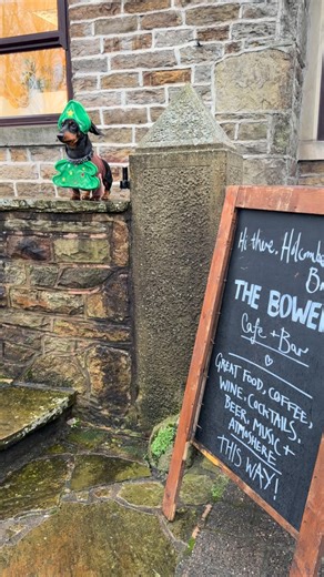 The Bower Cafe Bar on Instagram: "HE’s BACKKKKKKK!!!🎄 That’s right.. the local sausage dog is back in his very festive Xmas Tree attire, barking jolly chants at passers by letting them know that The Bower is the place to be for great home-cooked food, fabulous wine and handcrafted cocktails.. A sausage dog never lies… Reserve you table today! #localdog #dachshund #dachsundsofinstagram #thebower #itsxmas #xmas #homecooked #handcrafted #tistheseason #holcombebrook #ramsbottom #bury #cafebar #fest