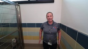 1.1K views · 28 reactions | Pet of the Week at the Broward County...