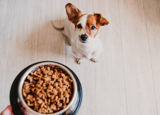 How Much To Feed Your Dog