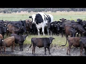 One Of The World's Biggest Cow 6'4" Tall And 1.4 Tons In Australia