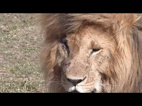 Masai Mara - Marsh Pride dominant male lion called Scarface