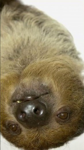 How Sloths Defend Themselves from Predators! 🦥