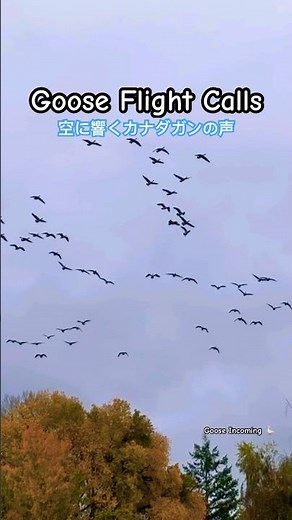 Goose Flight Calls 🪶 | 空に響くカナダガンの声
