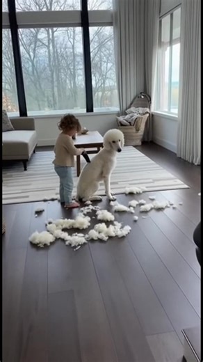 Innocent Grooming Session with Poodle Child's playful grooming of a poodle. Generated using Kling AI . . . (For entertainment purposes only. Consult professionals if guidance on activities is presented. No brand affiliation is implied if any are shown. If inspired by true events, creative adaptations may be included. Content may include public footage.) | Fabiosa Daily