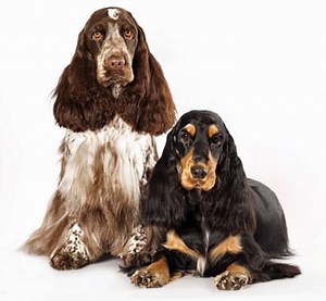 Grooming A Cocker Spaniel: Our Ultimate Guide For Best Results!