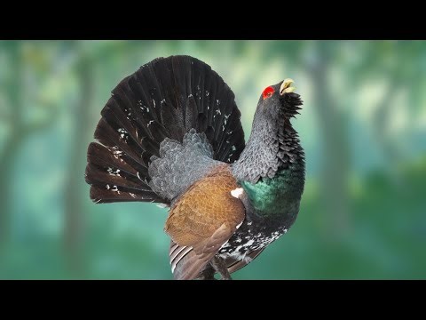 10 Most Beautiful Grouse Species In The World