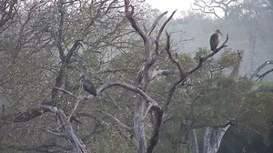 2.3K views · 43 reactions | Hadeda Ibises | WildEarth Cam | Facebook